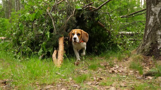 Happy dog with wooden stick in mouth run out from wickiup, second beagle follow behind. Two friends come out from shelter at forested area, green nature environment at summer time