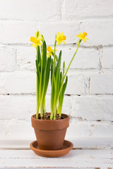  Yellow Daffodils (Narcissus)  flower in Spring. Beautiful spring time and Easter decoration.