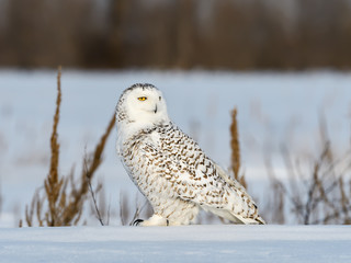 Female Snowy Owl Sitting on Snow Field in Winter