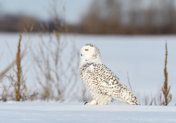 Female Snowy Owl Sitting on Snow Field in Winter