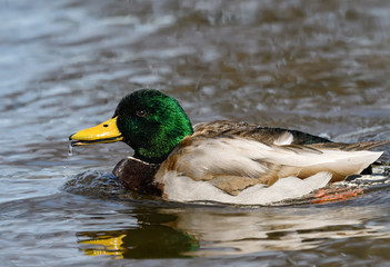 Obraz premium Male Mallard with Reflection Swimming, Closeup Portrait