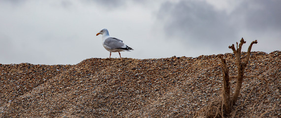 Fototapeta na wymiar A Sea Gull at the Suffolk Coast