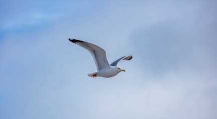 Obraz premium A Sea Gull at the Suffolk Coast