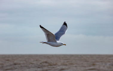Fototapeta na wymiar A Sea Gull at the Suffolk Coast