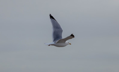 A Sea Gull at the Suffolk Coast