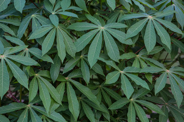 Close up of a cassava leaves for background