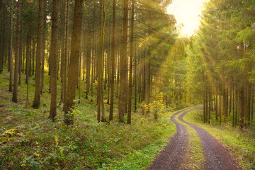 Kurviger Waldweg in einem Fichtenwald