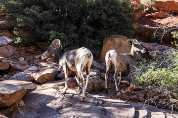 Mountain Goat in Zion National Park, Utah, USA