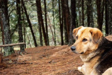 yellow/black mixed breed dog lying in ground looking with atention, dried brown pine needles and pine forest ad background