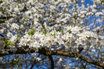 Lovely white cherry blooms on the branches. They are blooming before they get the leaves. From the neighbours backyard