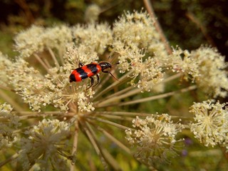 a red and black striped beetle takes a step into the void from a flower on a hot summer day
