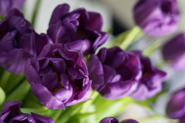 Fresh spring violet tulips flowers background.