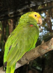 A Yellow headed parrot perched on a branch
