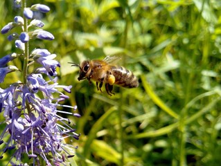 a hardworking bee flies to a flower for nectar on a hot Sunny day among green grass in a macro photo