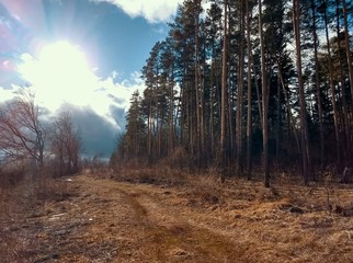 view of a beautiful forest against the sky and the sun's contour light