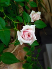 Roses
