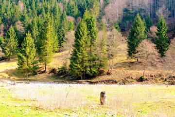 Fototapeta na wymiar Carpathian mountains. Typical landscape in the forests of Transylvania, Romania. Green landscape in the midsummer, in a sunny day