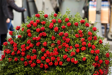 Red flowers bouquets "kokina" butcher's broom at street ready for sell.Blurred background,New Year Concept