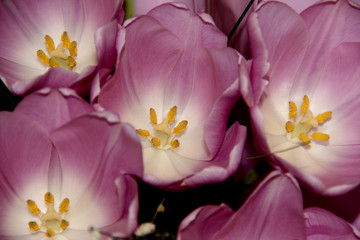 Purple Tulip buds. Lilac flowers. A bouquet of fragrant spring flowers.