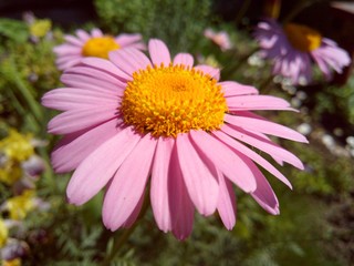 Obraz premium a bright flower with delicate pink petals shines with its beauty on a summer day on a macrophotograph