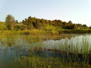 a small river overgrown with tall green grass against a cloudless blue sky