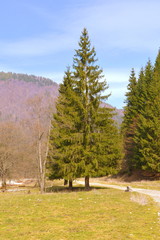 Carpathian mountains. Typical landscape in the forests of Transylvania, Romania. Green landscape in the midsummer, in a sunny day