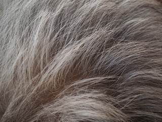 grey hair texture in older asian woman cause of hormones are changing and use for shampoo product and salon treatment concept.