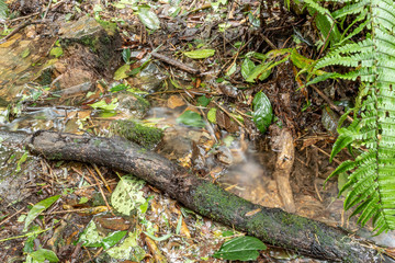 Closed Up to a Beautiful landscape of rainforest ground with brown roots, steams, branches, a green fern and a little transparent creek with silk effect at sunny day.  