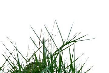 In selective focus wild grass leaves on white isolated background for green foliage backdrop 
