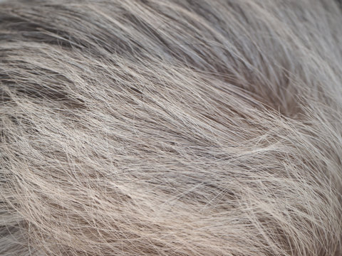 Grey Hair Texture In Older Asian Woman Cause Of Hormones Are Changing And Use For Shampoo Product And Salon Treatment Concept.