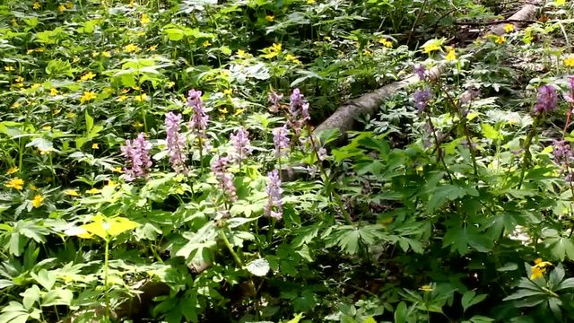 The indescribable beauty of flowering Corydalis. Unobtrusive, harmonious colors of Corydalis.