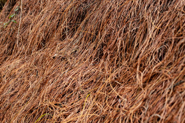 Closed up to a beauty textured dries brown pine tree needles at ground of andean rainforest