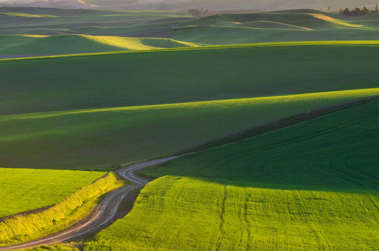 Road running through rolling hills of green wheat fields in the Palouse region of the Inland Empire of Washington. Washington. United States