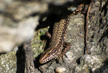 The European lizard looks at the camera. Close up.