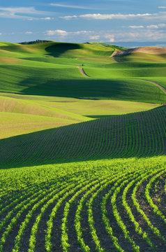 Rolling hills of green wheat fields in the Palouse region of the Inland Empire of Washington. Washington. United States