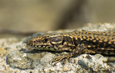 The European lizard heats up in the sun on a stone. Portret. Close up