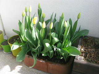 Jardinière de tulipes jaunes en boutons 1