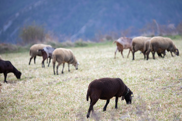Naklejka na ściany i meble Rebaño de ovejas con una oveja negra en primer término