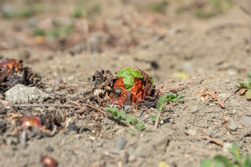 ルバーブの芽