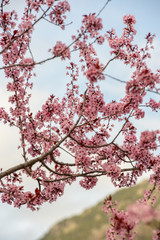 Close up of blossoming almond trees in late winter, early spring.