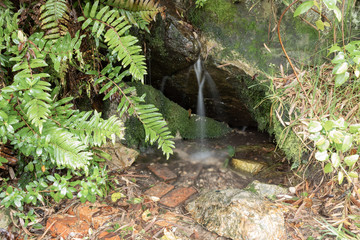 Obraz premium Small waterfall with silk effect into andean rainforest and green fern growing up around at sunny day