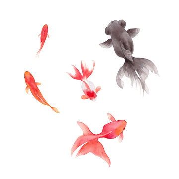 金魚 Images Browse 11 740 Stock Photos Vectors And Video Adobe Stock