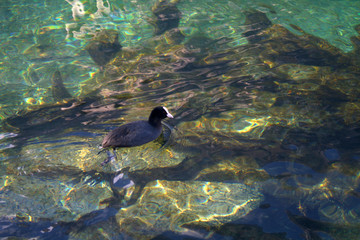 swimming in water,bird,black,nature,animal,stones, transparent, rock,reflection,