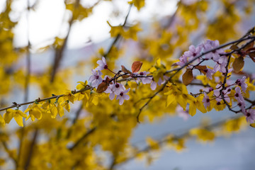 Close up of blossoming almond trees in late winter, early spring.