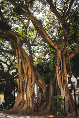 Giant Old Fig Tree (Ficus) in Alicante, Spain