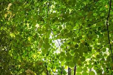 Green Leaves