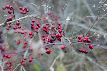 Red Berries