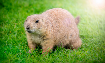 Closeup portrait of a prairie dog in the grass