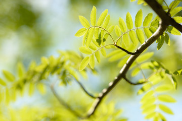 Obraz premium Young tree leaf and bud. New spring foliage appearing on branches. Tree or bush releasing buds. Seasonal forest background.