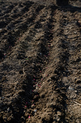 Freshly planted seeds in the soil - waiting for cover - garden scene in the spring